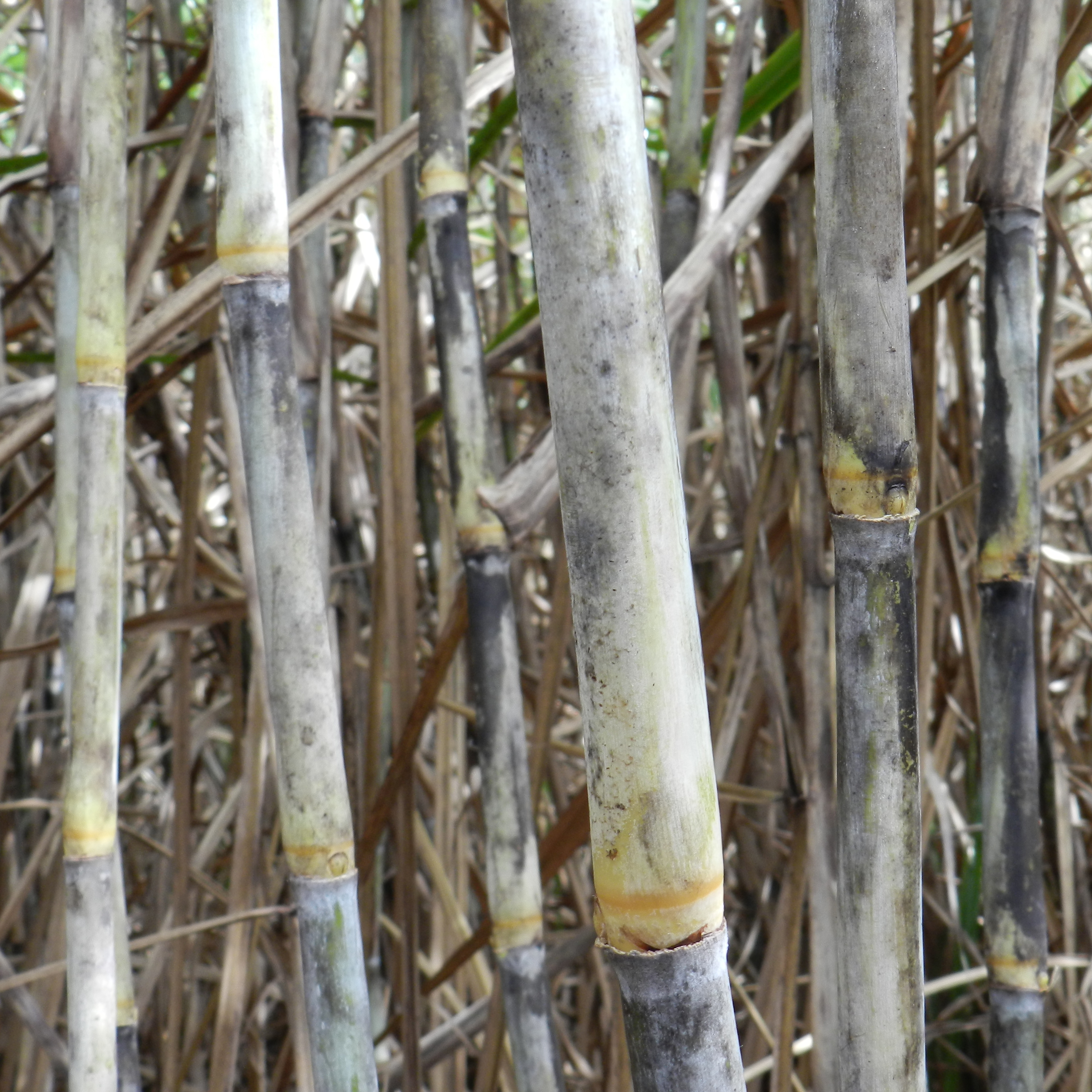 Stalk wax – Slight to moderate wax; the black color that can be prevalent is sooty mold from fungal growth.